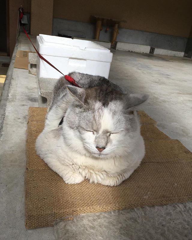 有馬温泉で出会ったビッグ猫#有馬温泉 #有名猫